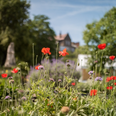 Glorious gardens: Chelsea Physic Garden