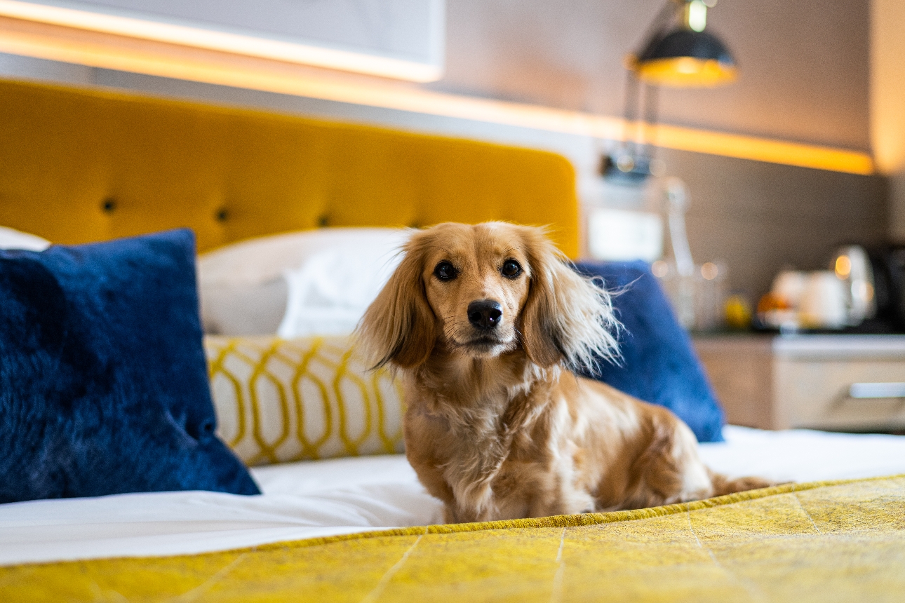 long haired miniature sausage dog on a hotel bed 