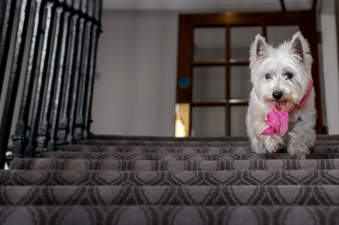 white scotty dog running down hotel staircase