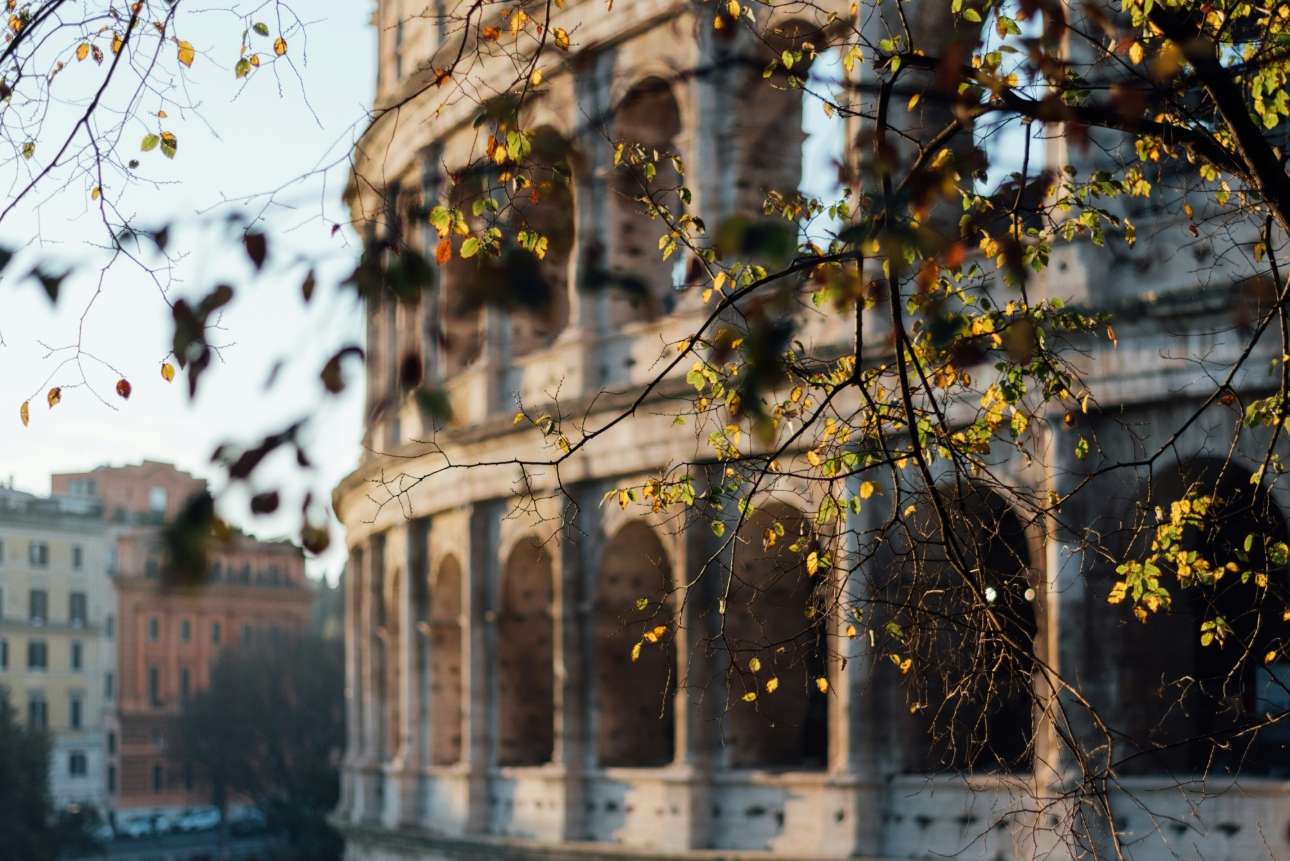 shot of the colosseum behind some tree branches